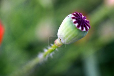Photo for Field poppy with seeds from poppy capsule, a common weed - Royalty Free Image