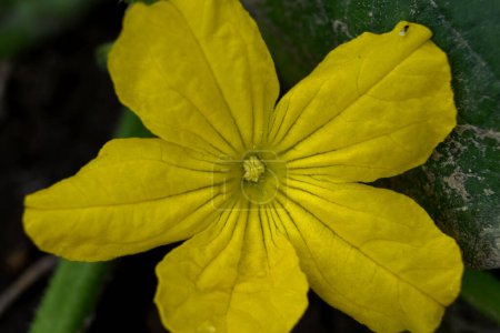Photo for A small cucumber barely tied with a yellow flower - Royalty Free Image