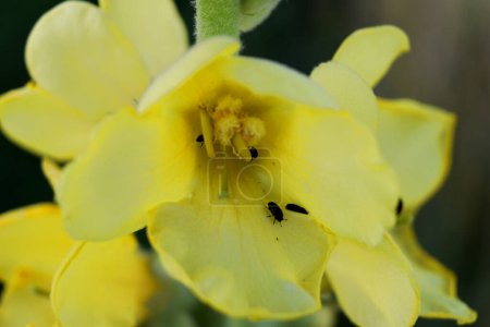 Foto de Flores pequeñas amarillas con insectos dentro que se alimentan de néctar - Imagen libre de derechos