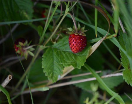 Photo for Beautiful shiny wild strawberry hidden in the leaves of the forest undergrowth. - Royalty Free Image
