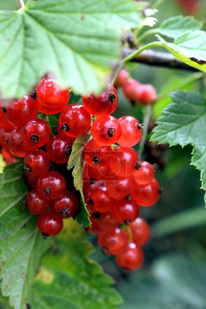 Photo for Beautiful shiny cluster of red currants. - Royalty Free Image