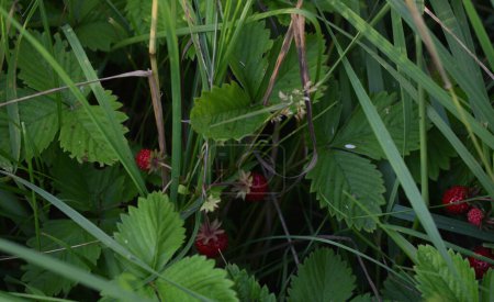 Photo for Beautiful shiny wild strawberry hidden in the leaves of the forest undergrowth. - Royalty Free Image