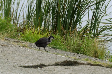 Photo for Black water bird running on the way to the water. Common coot on the road. - Royalty Free Image
