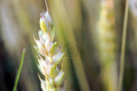 Photo for A field with a wheat crop on the background of a close-up ear of grain. - Royalty Free Image