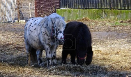 Foto de Dos pequeños ponis están comiendo heno - Imagen libre de derechos