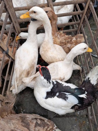 Téléchargez les photos : Groupe de canards blancs, animaux images vue du dessus - en image libre de droit