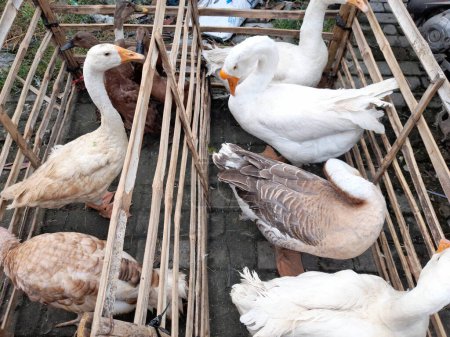 Téléchargez les photos : Groupe de canards blancs, animaux images vue du dessus - en image libre de droit