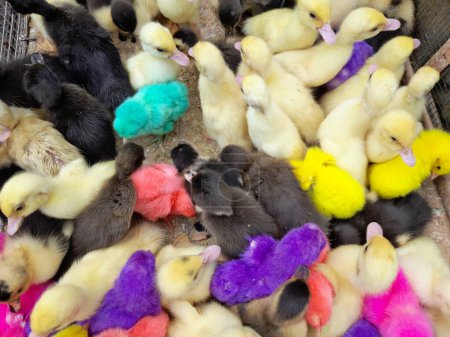 Téléchargez les photos : Bouquet de poussins colorés, animaux vue de dessus - en image libre de droit