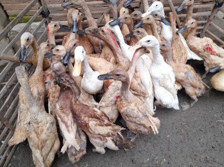 Téléchargez les photos : Un troupeau de canards, animaux images vue de dessus - en image libre de droit