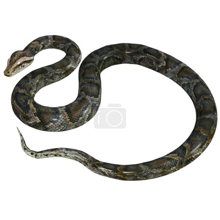 3D render, illustration, brown python