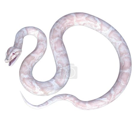 Foto de Render 3D, ilustración, pitón albino blanco y rosa - Imagen libre de derechos