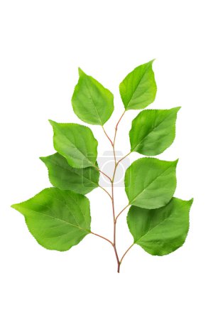 Twig with green leaves of apricot. Isolated on a white background. File contains clipping path