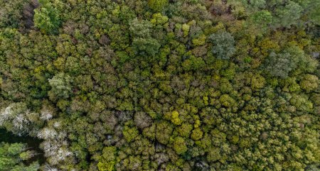 Foto de Vista aérea de un bosque verde del valle del Dordoña - Imagen libre de derechos