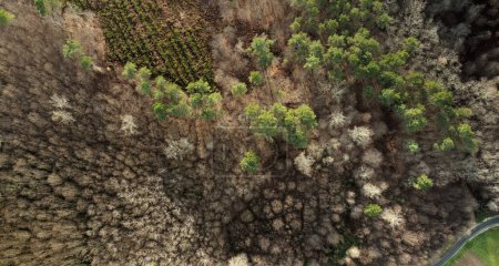Photo for Aerial view of a forest of the Dordogne valley - Royalty Free Image