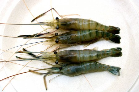 Newly caught freshwater prawns on a white plate in Sarawak Borneo Malaysia
