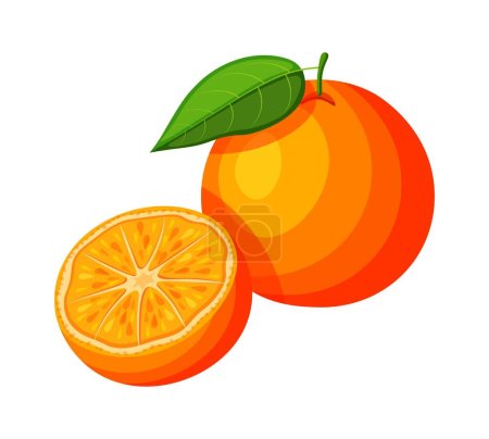 Illustration for Delicious orange in cartoon style. Vector illustration of fresh and juicy whole orange with green leaf and halves isolated on white background. - Royalty Free Image