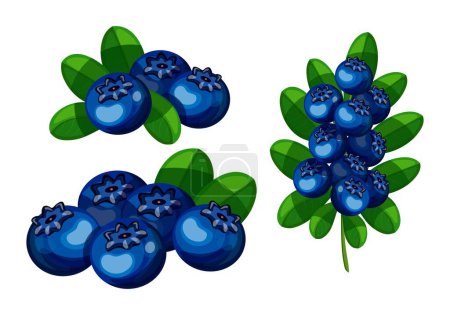 Illustration for Set of blue tasty blueberries in cartoon style. Vector illustration of delicious bunch and branch of blueberry berries with green leaves isolated on white background. - Royalty Free Image