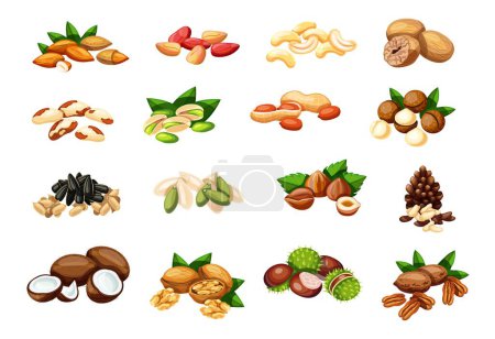 Illustration for Set of nuts, seeds in cartoon style. Vector illustration:almond, cola, cashew, nutmeg, brazil nut, pistachio, peanut, macadamia, sunflower, pumpkin seed, hazelnut, pine nut, coconut, walnut, chestnut. - Royalty Free Image
