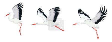 Illustration for Set of beautiful stork birds in cartoon style. Vector illustration of migratory birds of white storks with red beak and legs, black feathers isolated on white background. - Royalty Free Image