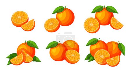 Illustration for Set of delicious oranges in cartoon style. Vector illustration of fresh and juicy whole and half oranges with green leaves isolated on white background. Organic fruit. - Royalty Free Image