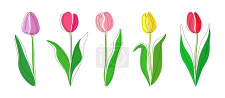 Illustration for Set lilac, pink, yellow and red tulips continious one line on a white background. Five multi-colored tulips in one line. Vector illustration. - Royalty Free Image