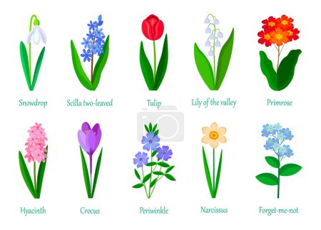 Illustration for Set of spring flowers.Snowdrop, scilla two-leawed, tulip, lily of the valley, primrose, hyacinth, crocus, periwinkle, narcissus, forget-me-not isolated on white background. - Royalty Free Image