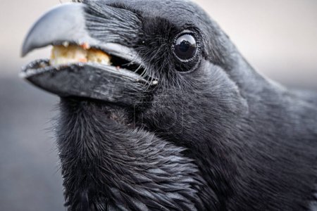 gros plan vue détaillée de l'?il d'un corbeau de La Palma mangeant du pain aux îles Canaries