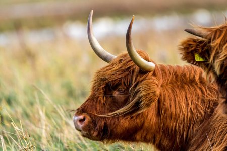 Photo for Den Helder, Netherlands. November 2022. Highlander cattle in the wild. High quality photo - Royalty Free Image