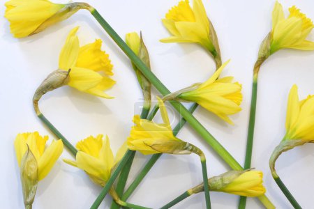 Foto de Den Helder, Netherlands. February 2023. Yellow daffodils against a white background. High quality photo - Imagen libre de derechos