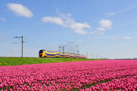 Téléchargez les photos : Den Helder, Pays-Bas. Mai 2023. Train hollandais passant un champ florissant de tulipes. Photo de haute qualité - en image libre de droit