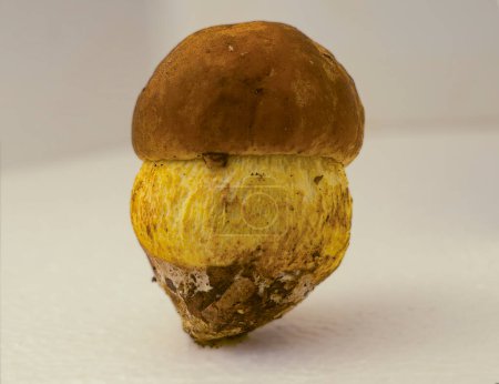 Foto de Mushroom (Leccinellum lepidum) es una especie de bolete en la familia Boletaceae. Fondo blanco borroso - Imagen libre de derechos