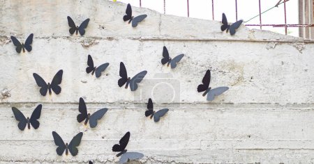 Photo for Several metallic black butterflies perched on a cement wall. - Royalty Free Image