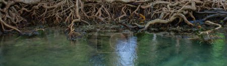 Photo for Ivy roots into the water is crystal clear. - Royalty Free Image