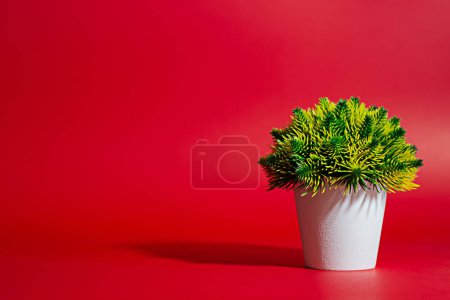 Photo for White plant pot on red background - Royalty Free Image