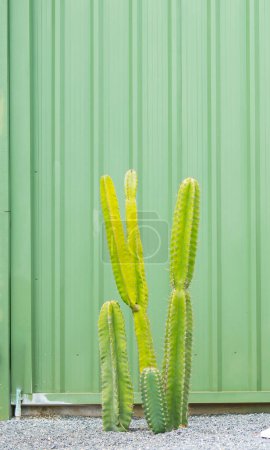 Photo for Large cactus green plaque background - Royalty Free Image