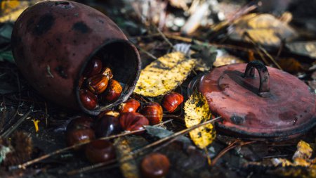 Téléchargez les photos : Conteneur rustique retourné dans le sol humide avec des feuilles sèches d'où émergent les châtaignes à l'automne - en image libre de droit