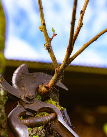 Antike Eisenschere zum Beschneiden von Obstbäumen, die sich vor dem Frühling an einen Ast lehnen