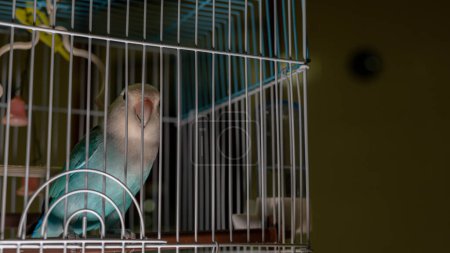 Téléchargez les photos : Petit perroquet dans une cage éclairée par le fond - en image libre de droit