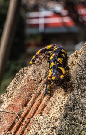 Spécimen de salamandre sur une brique de jardin
