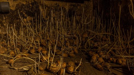 Pile of potatoes kept in the dark that germinate sending stalks to seek the light