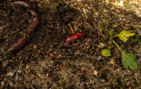 Foto de Gusano de tierra y pupa de insectos en el suelo eliminado en el jardín en primavera - Imagen libre de derechos