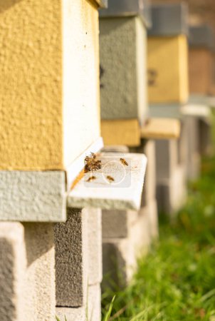 Photo for Hives in which bees are seen coming and going - Royalty Free Image
