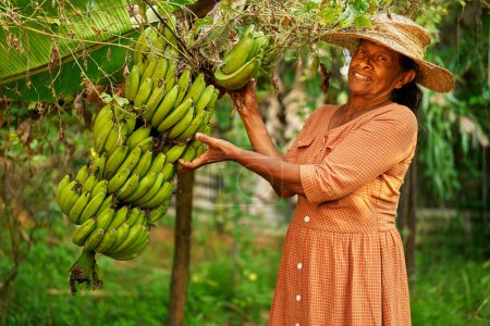 Elderly Indian rural female farmer holding a bunch of green bananas smiling happily. Senior Sri Lankan cheerful woman on her farm showing branch of small bananas. Farming and gardening concept