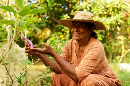 Eine ältere indische Bäuerin mit Strohhut in ihrem Garten und pflückt Auberginen. Ältere lächelnde Frau aus Sri Lanka auf ihrer Farm mit reifem Gemüse, das im Obstgarten am Strauch hängt und glücklich lächelt.