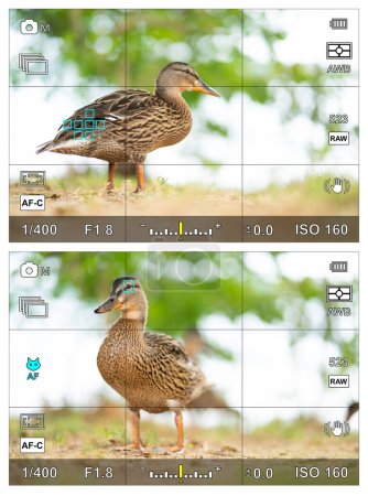 Retrato de un pato con detección de foco de ojo de pájaro en pantalla o visor de cámara con los ajustes fotográficos