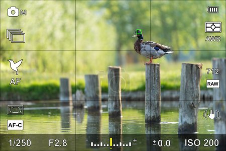 Téléchargez les photos : Portrait d'un canard avec détection de la mise au point des yeux d'oiseau dans le viseur de l'écran ou de la caméra avec les paramètres photographiques - en image libre de droit