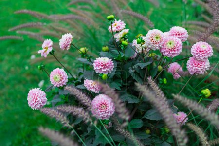 A mesmerizing garden scene with vibrant pink dahlia flowers in full bloom, set against lush green foliage. Perfect for backgrounds, presentations, or decor projects.
