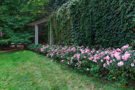 Erleben Sie die Ruhe eines Gartens mit rosa Rosen, die inmitten üppigen Grüns blühen und einen friedlichen Rückzugsort für Entspannung und Besinnlichkeit in einer ruhigen Umgebung bieten.