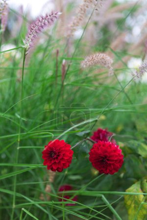 Téléchargez les photos : Les fleurs rouge foncé contrastent avec l'herbe verte luxuriante, créant une scène visuellement captivante adaptée à diverses utilisations, ajoutant une touche de beauté naturelle et de chaleur. - en image libre de droit