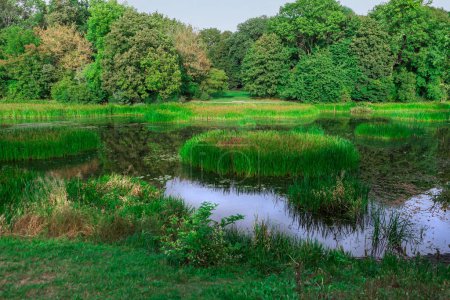 Ein schönes Bild von einem ruhigen See in einem sattgrünen Wald. Das lebendige Laub und die ruhige Atmosphäre schaffen eine friedliche Atmosphäre. Ideal für Naturliebhaber und Umweltprojekte.